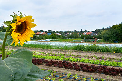 Selbstversorgergarten mit Beetreiehen in denen Salat wächst. Im Vordergrund eine Sonnenblume. Im Hintergrund sind Dächer von Häusern zu sehen.